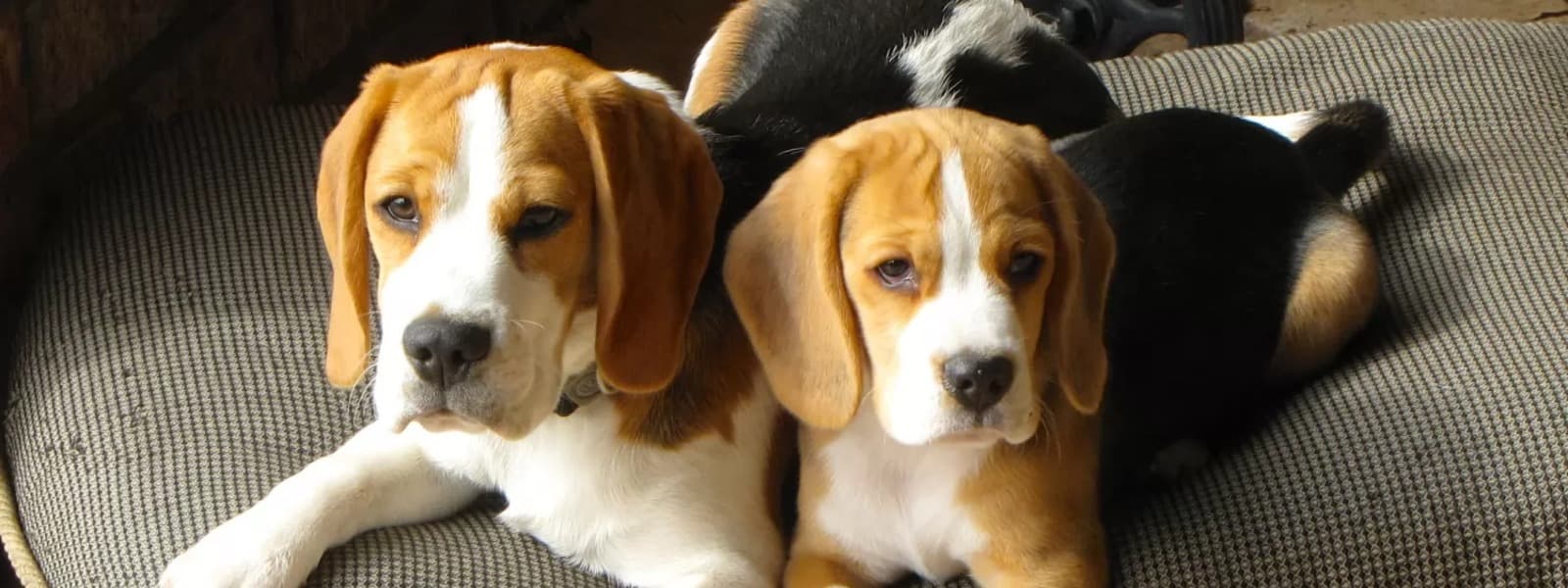 Puppies-for-sale
